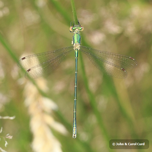 _MG_2442 Lestes virens vestalis.JPG